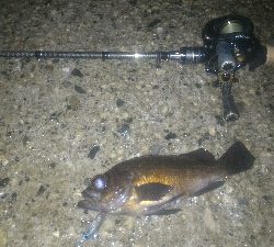 妻とベイトフィネスメバルプラッギング