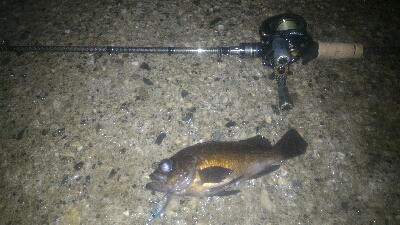 妻とベイトフィネスメバルプラッギング