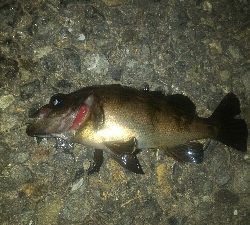 爆風メバリング