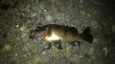 爆風メバリング