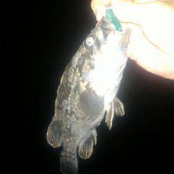 伊勢湾バケノコ捕獲作戦