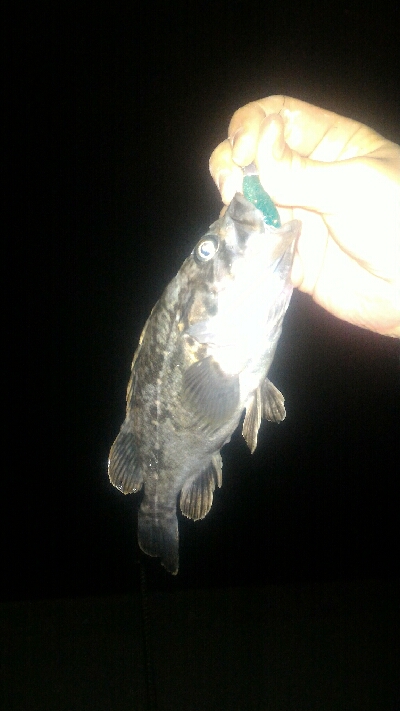 伊勢湾バケノコ捕獲作戦