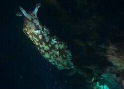 今年初の太刀魚