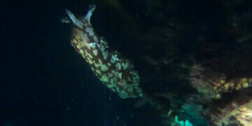 今年初の太刀魚