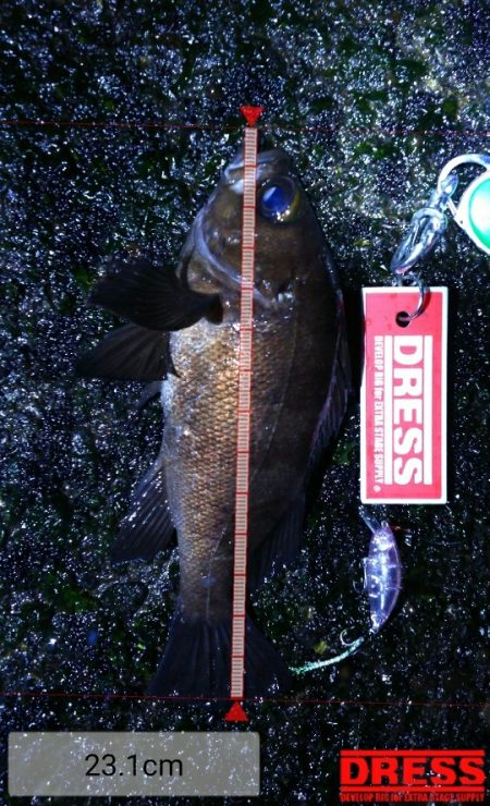 爆風メバルプラッギング！