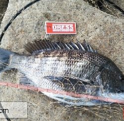 早起きしても沢山釣れず