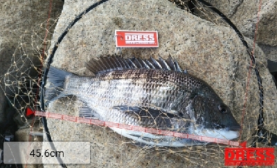 早起きしても沢山釣れず