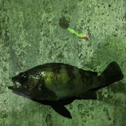 懲りずにメバリング