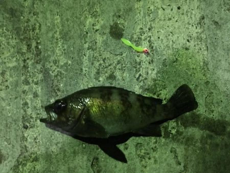 懲りずにメバリング