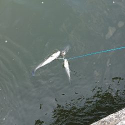 シーバストリオ完成