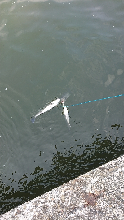 シーバストリオ完成