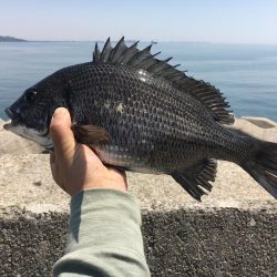 乗っ込みチヌフカセ