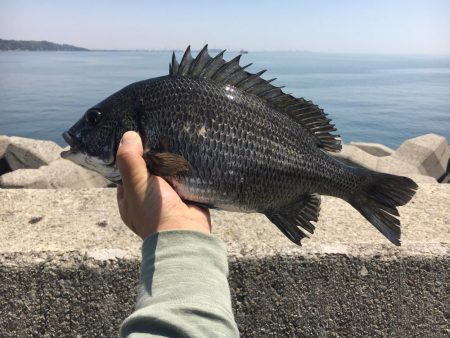 乗っ込みチヌフカセ