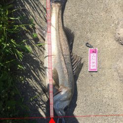 神崎川 デイシーバス