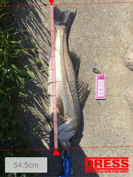 神崎川 デイシーバス