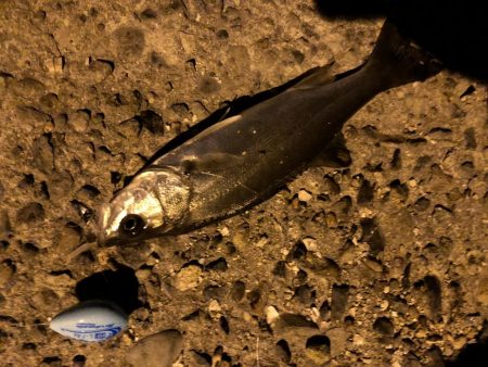 メバちびと遊ぶ