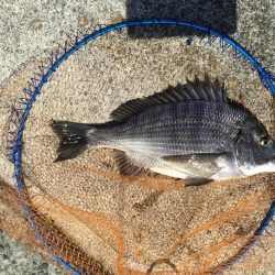 の〜んびりチヌ釣り