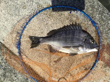 の〜んびりチヌ釣り