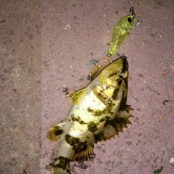 メバリングジャンキー