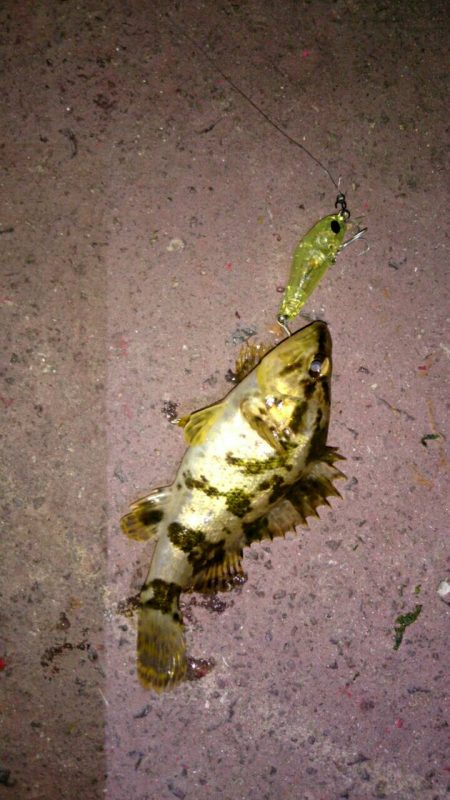 メバリングジャンキー