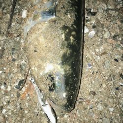 桜が満開釣り日和