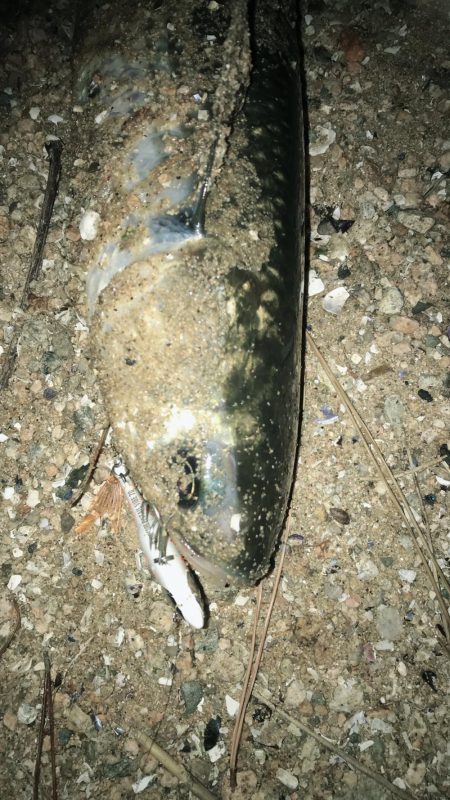 桜が満開釣り日和