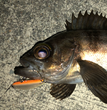 メバル活性上がりましたね