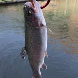 千早川マス釣場 嵐でも好調