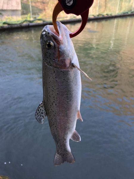 千早川マス釣場 嵐でも好調