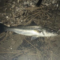 今シーズン初シーバス