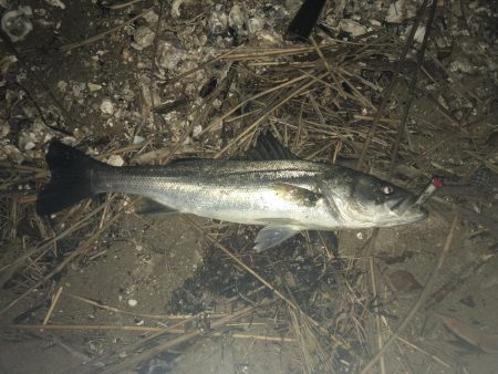 今シーズン初シーバス