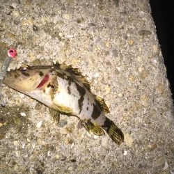 ジグ単に挑戦！