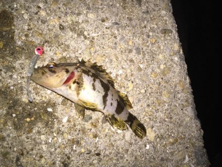 ジグ単に挑戦！