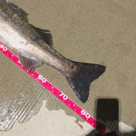 シーバス✧ ランカーサイズ手前 !!!