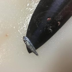 次は君がシーバスを釣って周りを驚かせているかもよ？