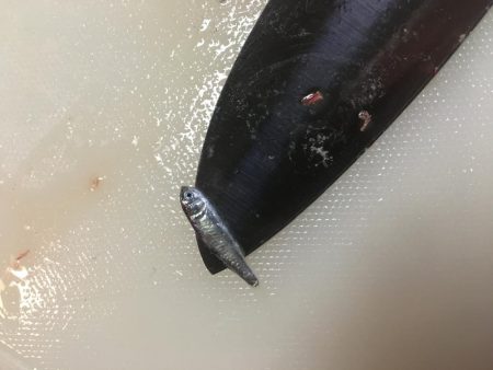 次は君がシーバスを釣って周りを驚かせているかもよ？