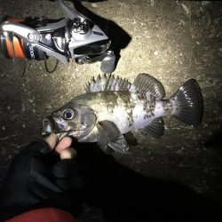 三連敗逃れた！メバリング！