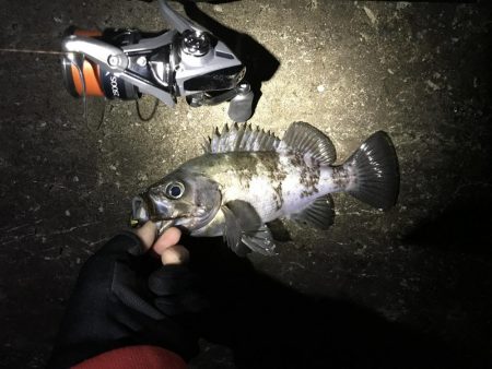 三連敗逃れた！メバリング！