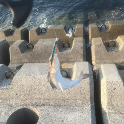 処分場L字でサゴシとエソ祭り