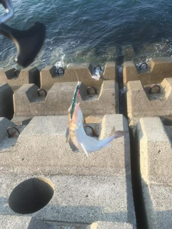 処分場L字でサゴシとエソ祭り