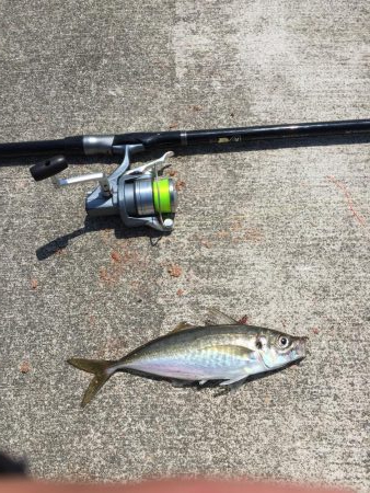 アジのカゴ釣り