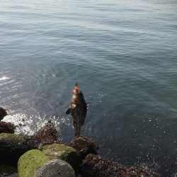 人工島で穴釣り