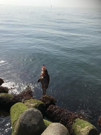 人工島で穴釣り