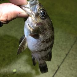 チヌのちメバル