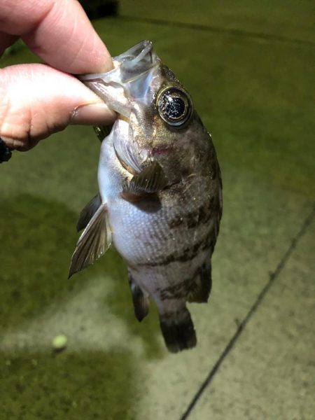 チヌのちメバル