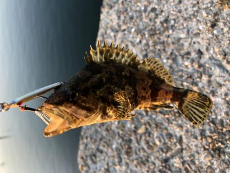 メバリング＆根魚ゲームin泉南