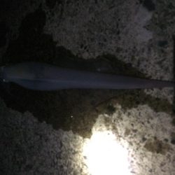 複数釣果&最高サイズ