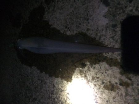 複数釣果&最高サイズ