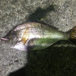 漁港ライトゲーム