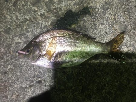 漁港ライトゲーム